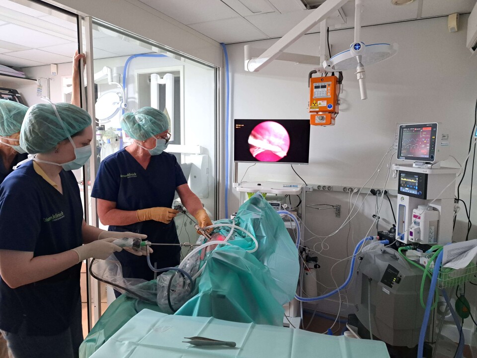 Dierenkliniek laparoscopie kijkoperatie utrecht team specialist