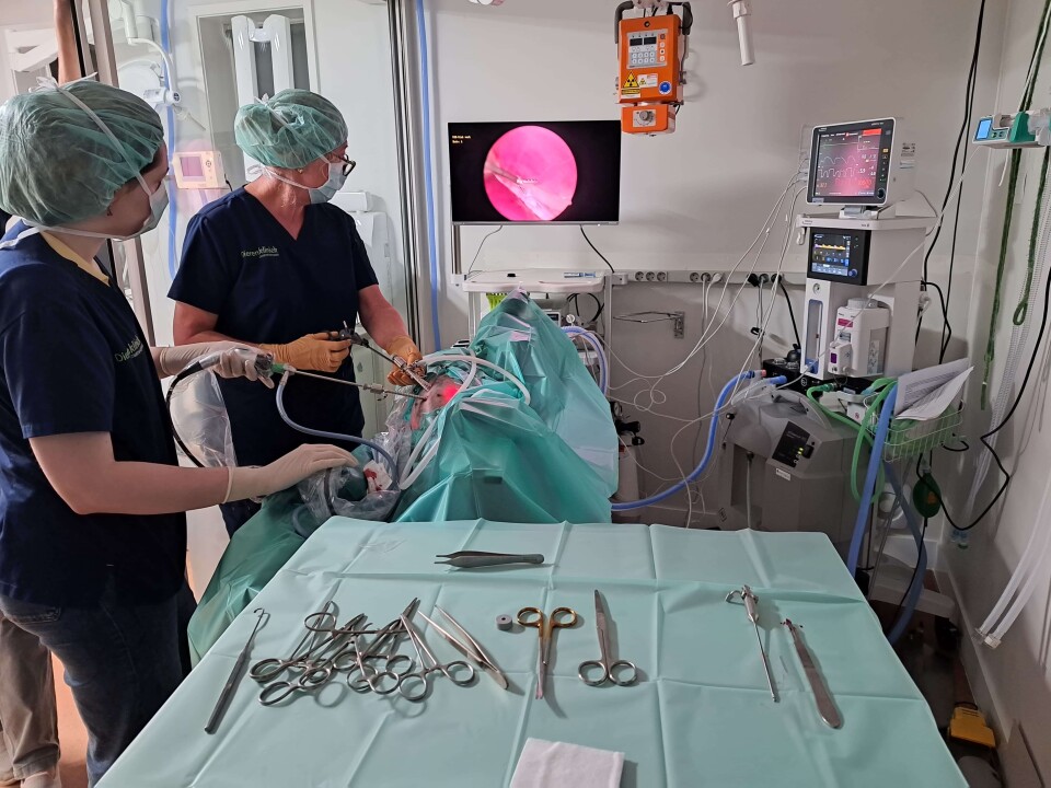 Dierenkliniek laparoscopie kijkoperatie utrecht team specialist