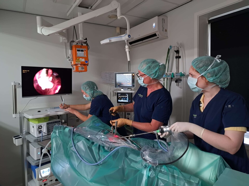 Dierenkliniek laparoscopie kijkoperatie utrecht team specialist