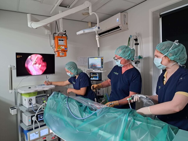 Dierenkliniek laparoscopie kijkoperatie utrecht team specialist