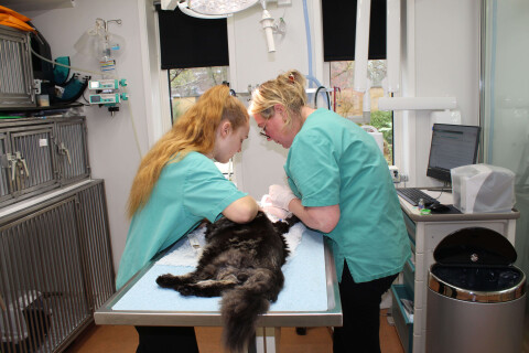 Dierenkliniek werken vacature utrecht paraveterinair chirurgie