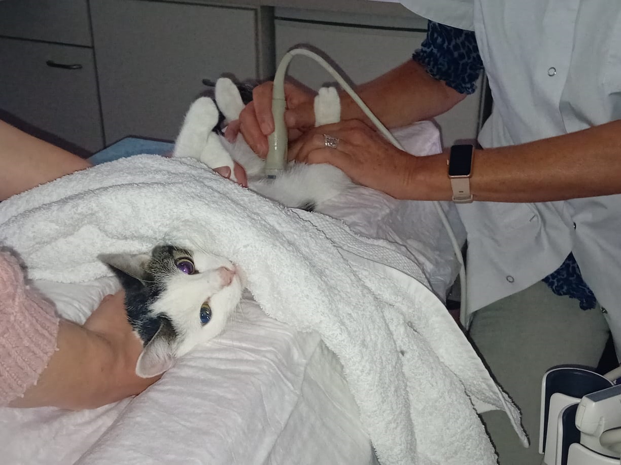 echo, kat, huisdier, kliniek, utrecht, onderzoek