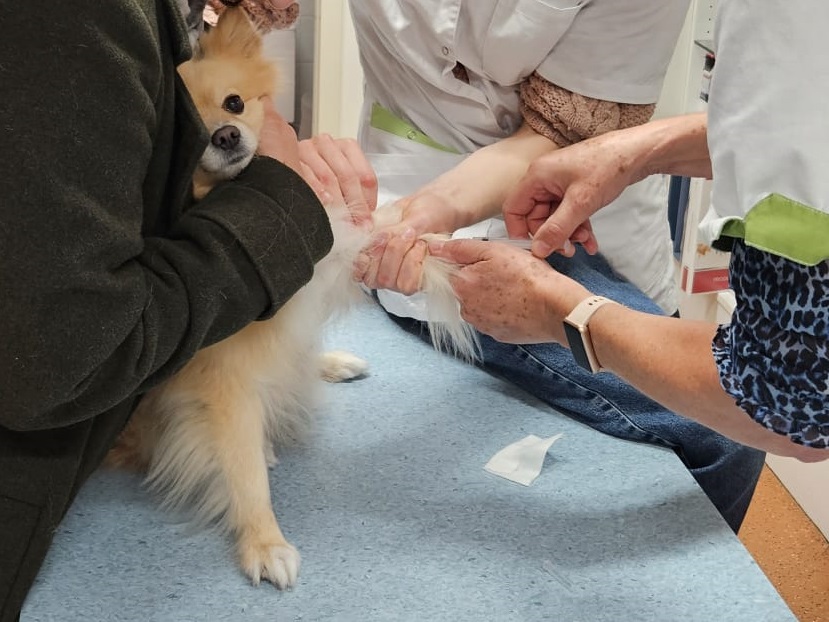 hond, huisdier, kat, vogel, knaagdier, konijn, bloed, onderzoek, laboratorium