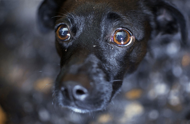 Hond huisdier angst emotie troosten utrecht