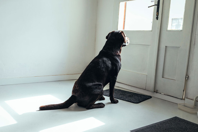 Hond huisdier leren alleen thuis utrecht kliniek