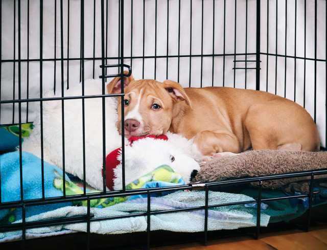 Hond huisdier puppy bench trainen utrecht kliniek