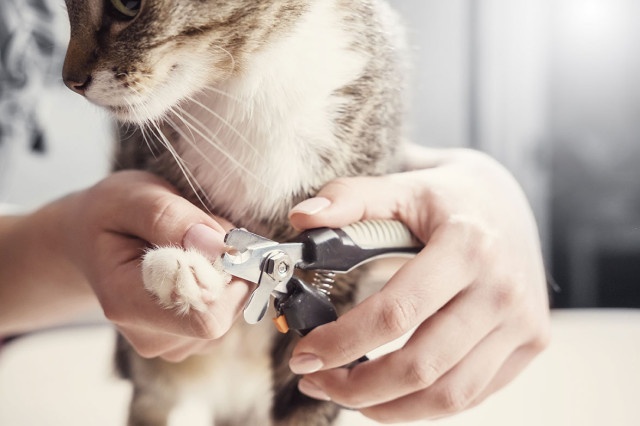 Hond kat poes huisdier nagels knippen kliniek utrecht