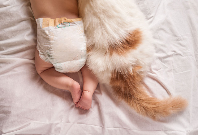 Kat, huisdier, kliniek, dieren, utrecht, drinken, baby, tips