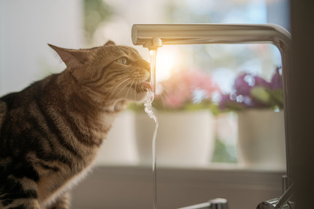 Kat, huisdier, kliniek, dieren, utrecht, drinken, water, dorst