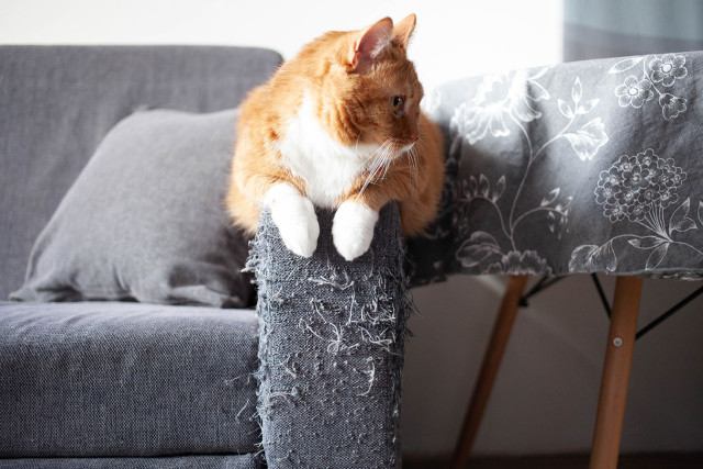 Kat, huisdier, kliniek, dieren, utrecht, krabben, paal, meubels