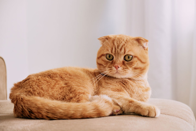 Kat huisdier scottish fold utrecht verbod
