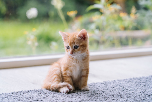Kat poes kitten thuis utrecht